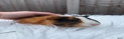 Guinea Pig rodents for sale: Baby guinea pigs  - Advert 5
