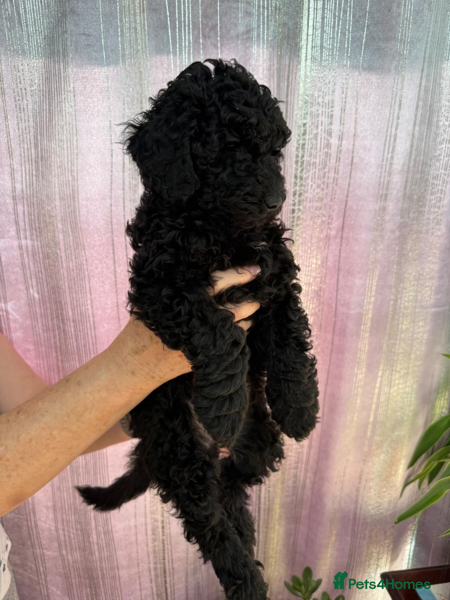 Miniature Poodle dogs Miniature Poodle puppies  - Advert 2