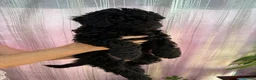 Miniature Poodle dogs for sale: Miniature Poodle puppies  in Clacton-on-Sea - Advert 2