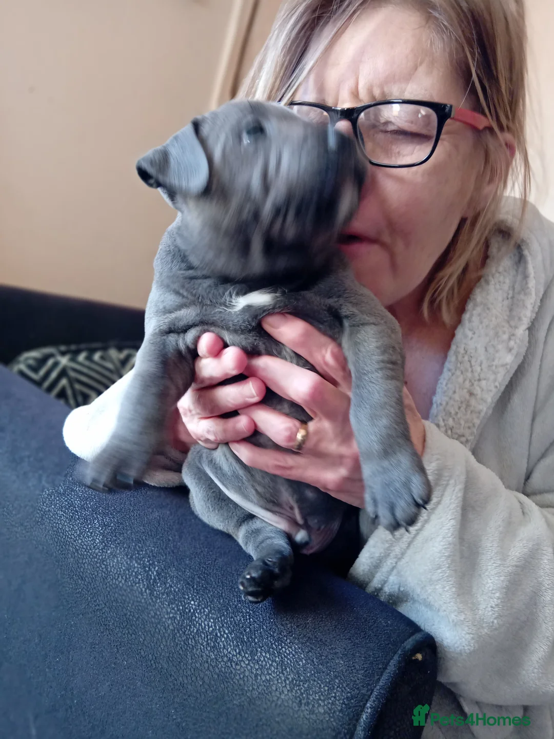 Staffordshire Bull Terrier dogs for sale: KC reg blue Staffordshire bull terrior  - Advert 10