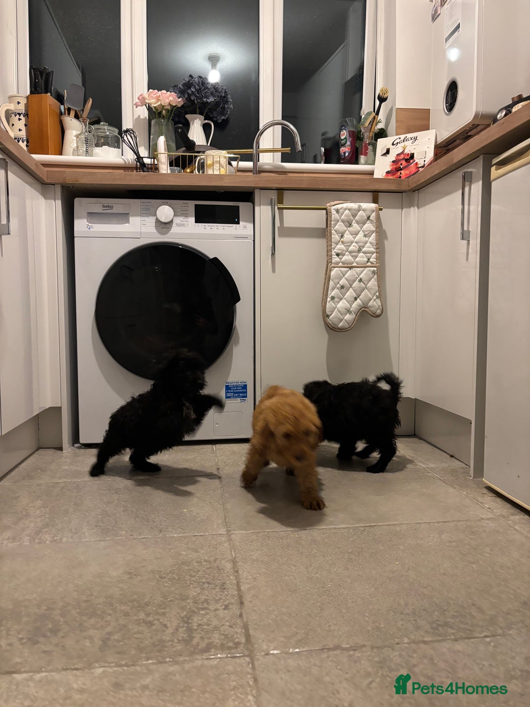 Cavapoo dogs for sale: Cavapoo puppies  - Advert 3