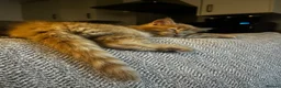 Maine Coon cats for sale: Beautiful Maine Coon Boy - Advert 10