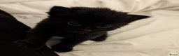 Domestic Shorthair cats for sale: Black Fluffy Kittens  - Advert 5