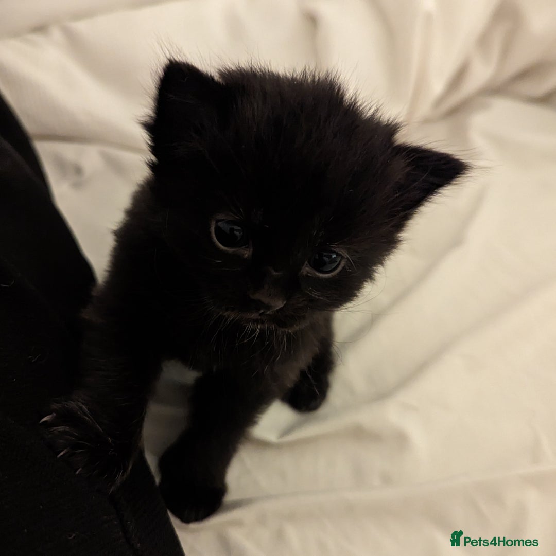 Domestic Shorthair cats for sale: Black Fluffy Kittens  - Advert 5