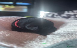 Labrador Retriever dogs for sale: 1 Excellent, outstanding male ready 9 November  - Image 7