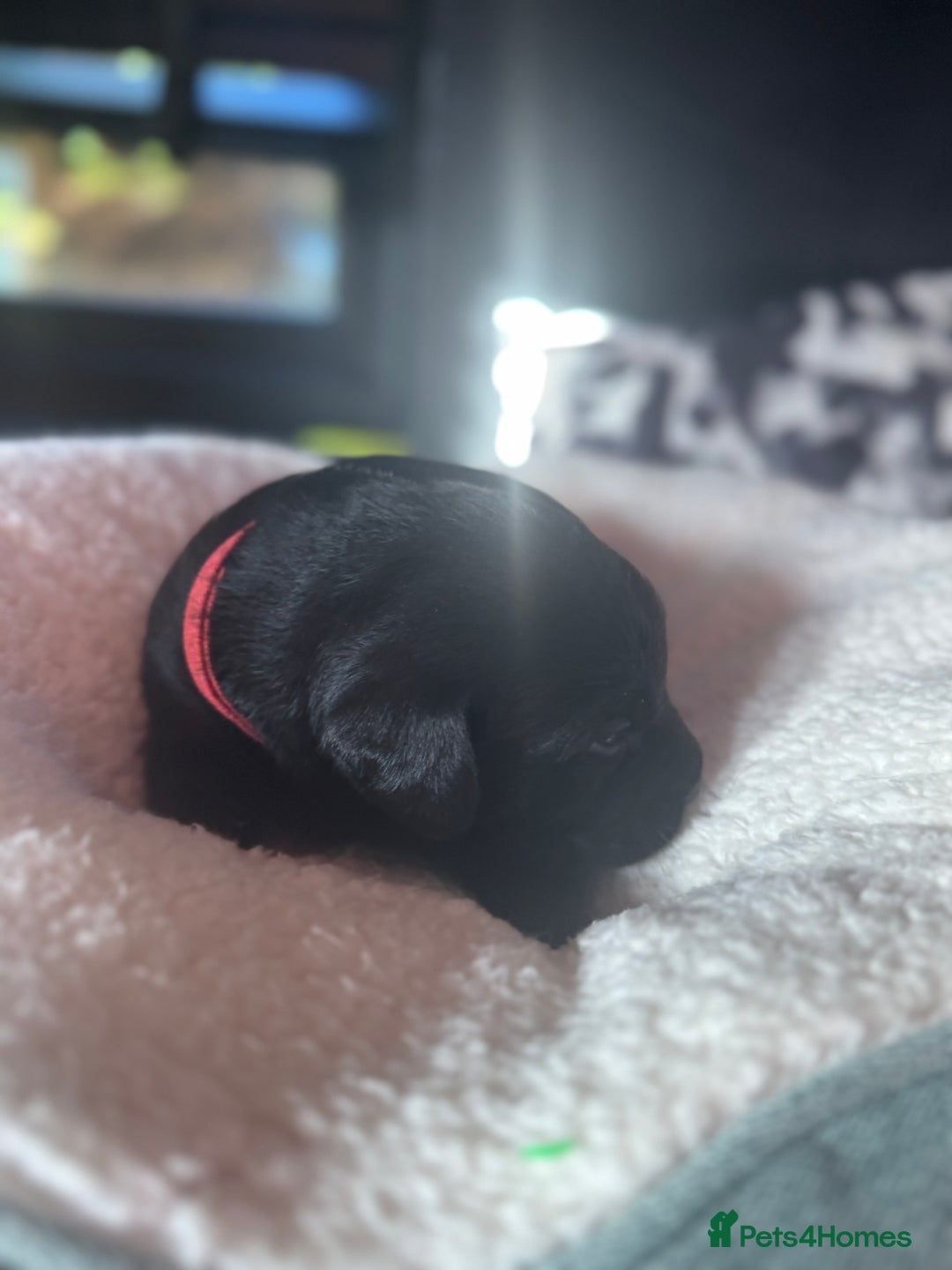 Labrador Retriever dogs for sale: 1 Excellent, outstanding male ready 9 November  - Image 7