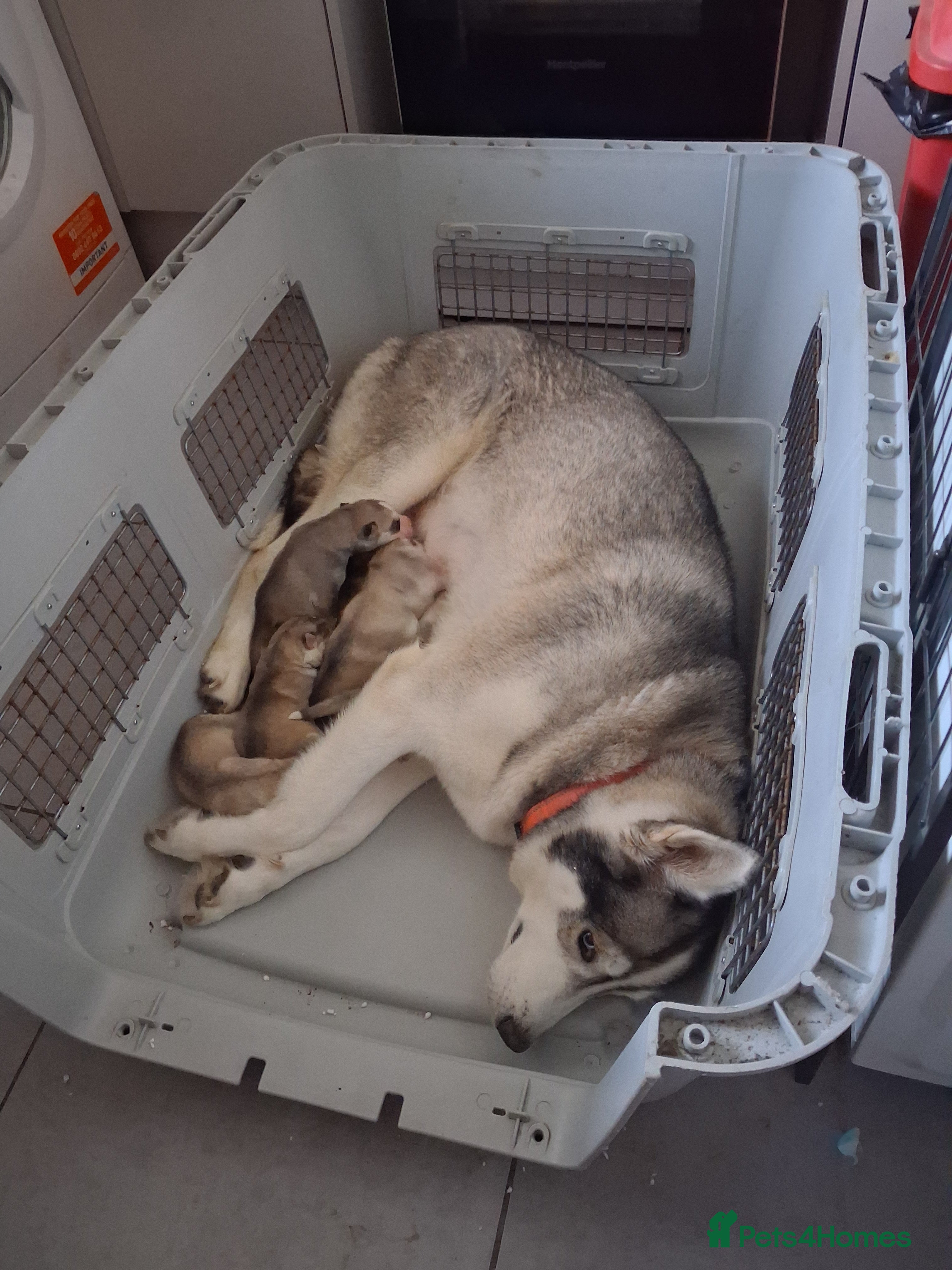 Siberian Husky dogs Siberian husky pups - Advert 3