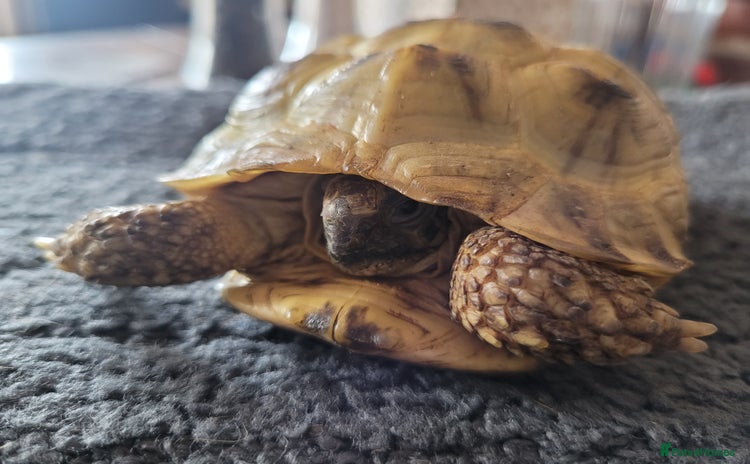 Tortoise reptiles - Advert 8