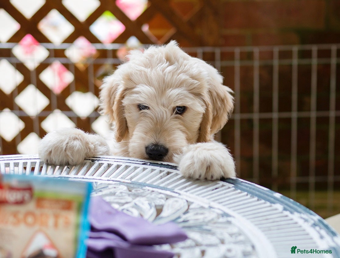 Labradoodle dogs QUALITY STANDARD MULITIGENERATIONAL DOUBLE DOODLES - Advert 2
