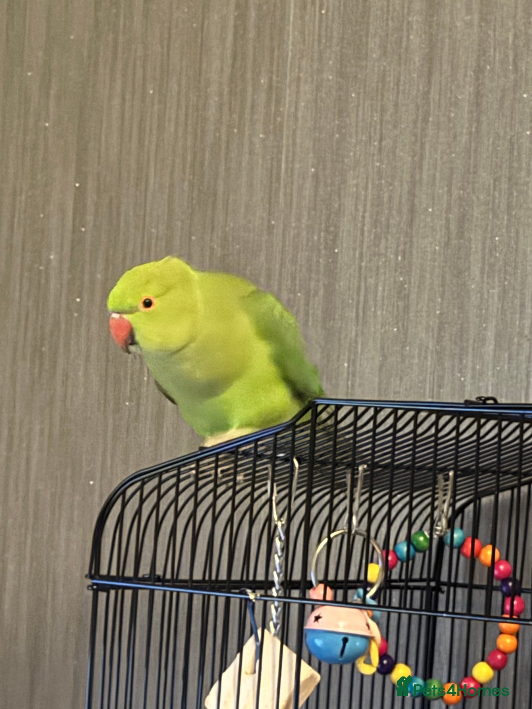 Ringnecks birds for sale: Indian ring neck  - Advert 2