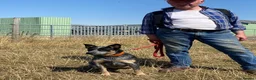 Australian Cattle Dog dogs for sale: Australian Cattle Dogs - Advert 6