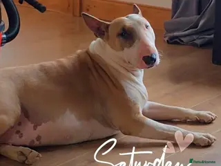 English Bull Terrier dogs Female English Bull Terrier 3yrs old in Kidderminster - Advert 1