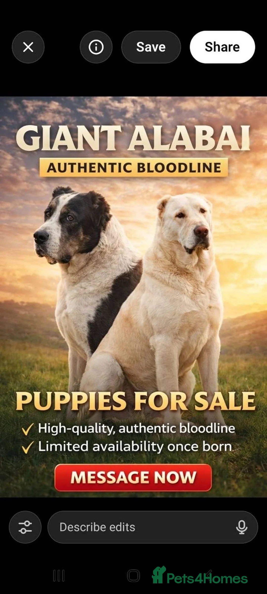 Central Asian Shepherd dogs for sale: Central Asian Shepherd Puppies FOR SALE!! in Dewsbury - Advert 1