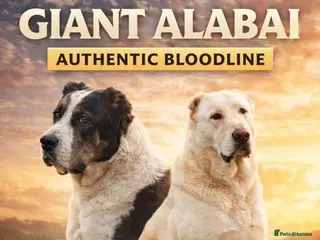 Central Asian Shepherd dogs Central Asian Shepherd Puppies FOR SALE!! in Dewsbury - Advert 3