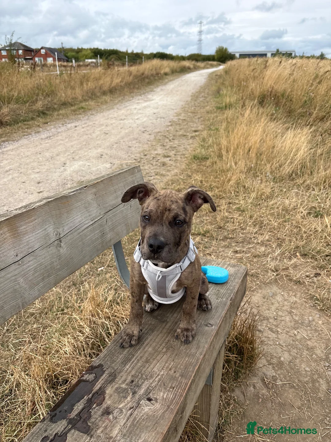 Mixed Breed dogs for sale: Bully cross breed  in Manchester - Advert 2