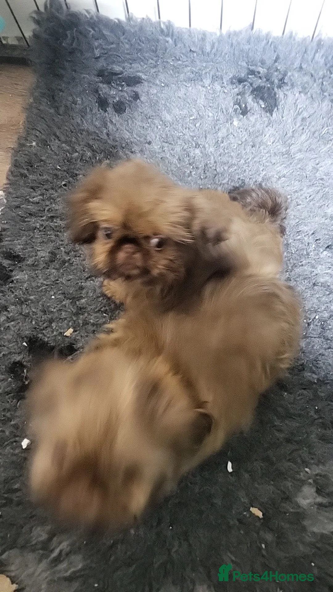 Shih Tzu dogs for sale: shih tzu imperial small girl & boy choc orange  - Advert 13