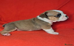 English Bulldog dogs for sale: Nine stunning bulldogs - Image 6
