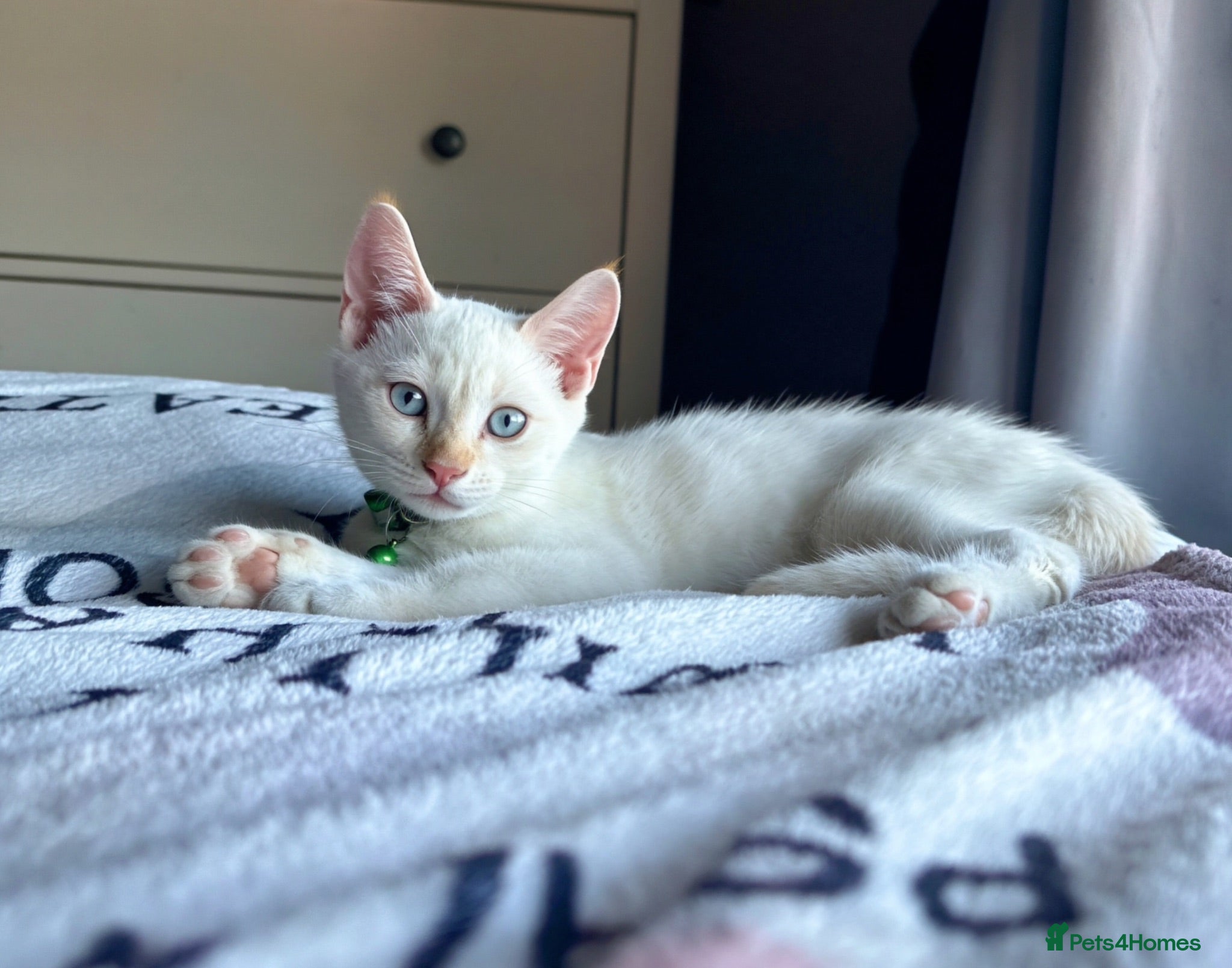 Mixed Breed cats Handsome White & Cream Boy - ready to go now - Advert 5