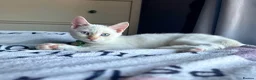 Mixed Breed cats for sale: Handsome White & Cream Boy - ready to go now - Advert 1
