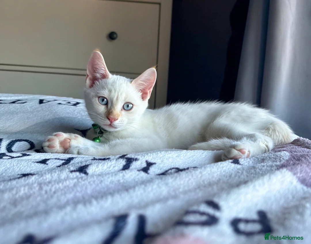 Mixed Breed cats for sale: Handsome White & Cream Boy - ready to go now - Advert 1