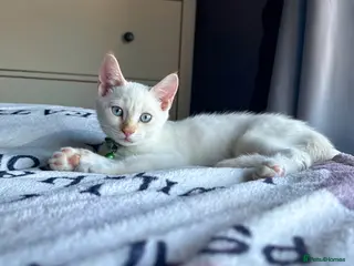 Mixed Breed cats Handsome White & Cream Boy - ready to go now - Advert 5
