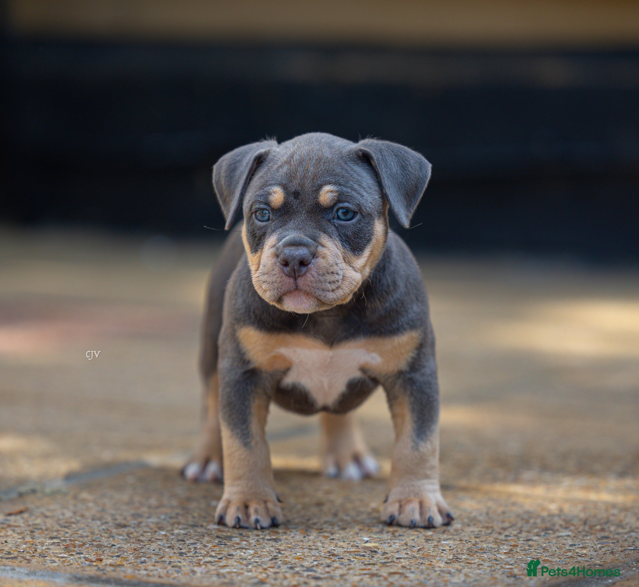 American Bully dogs American Bully ABKC registered  - Advert 2