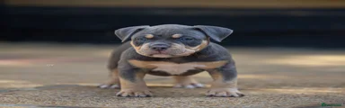 American Bully 1