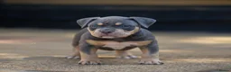 American Bully dogs for sale: American Bully ABKC registered  - Advert 2