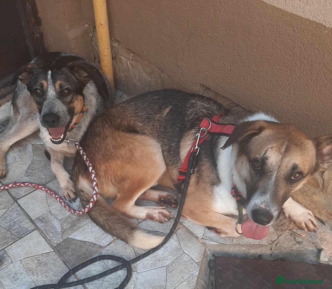 Mixed Breed dogs for adoption: Sweet Cindy 💖 Shy, Clever & Learning to Trust - Advert 4