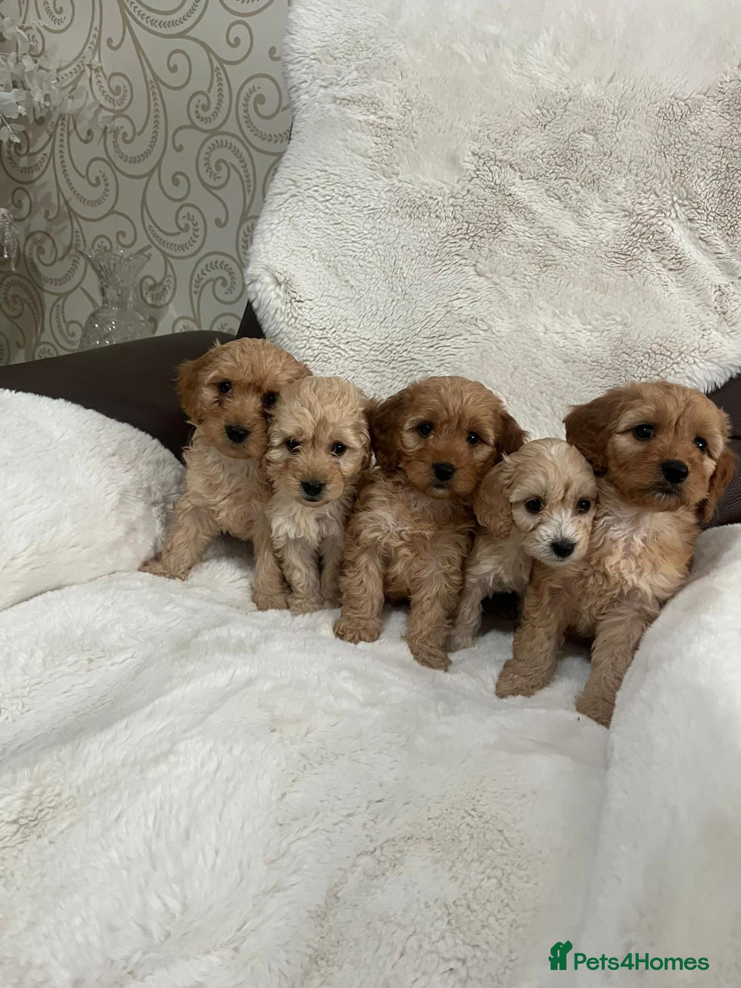 Cockapoo dogs cockapoos - Advert 9
