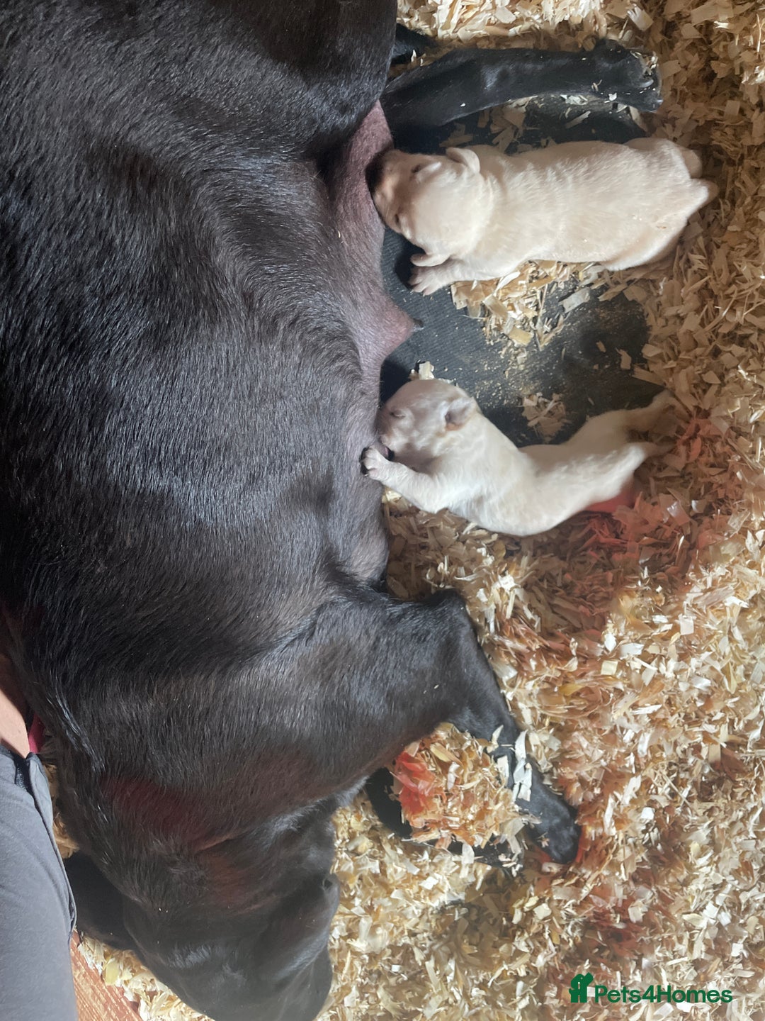 Labrador Retriever dogs for sale: Labrador, puppies, black and white girls available - Image 11