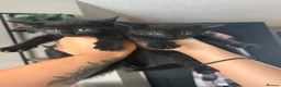 Mixed Breed cats for sale: Cute Black Kittens  - Advert 1