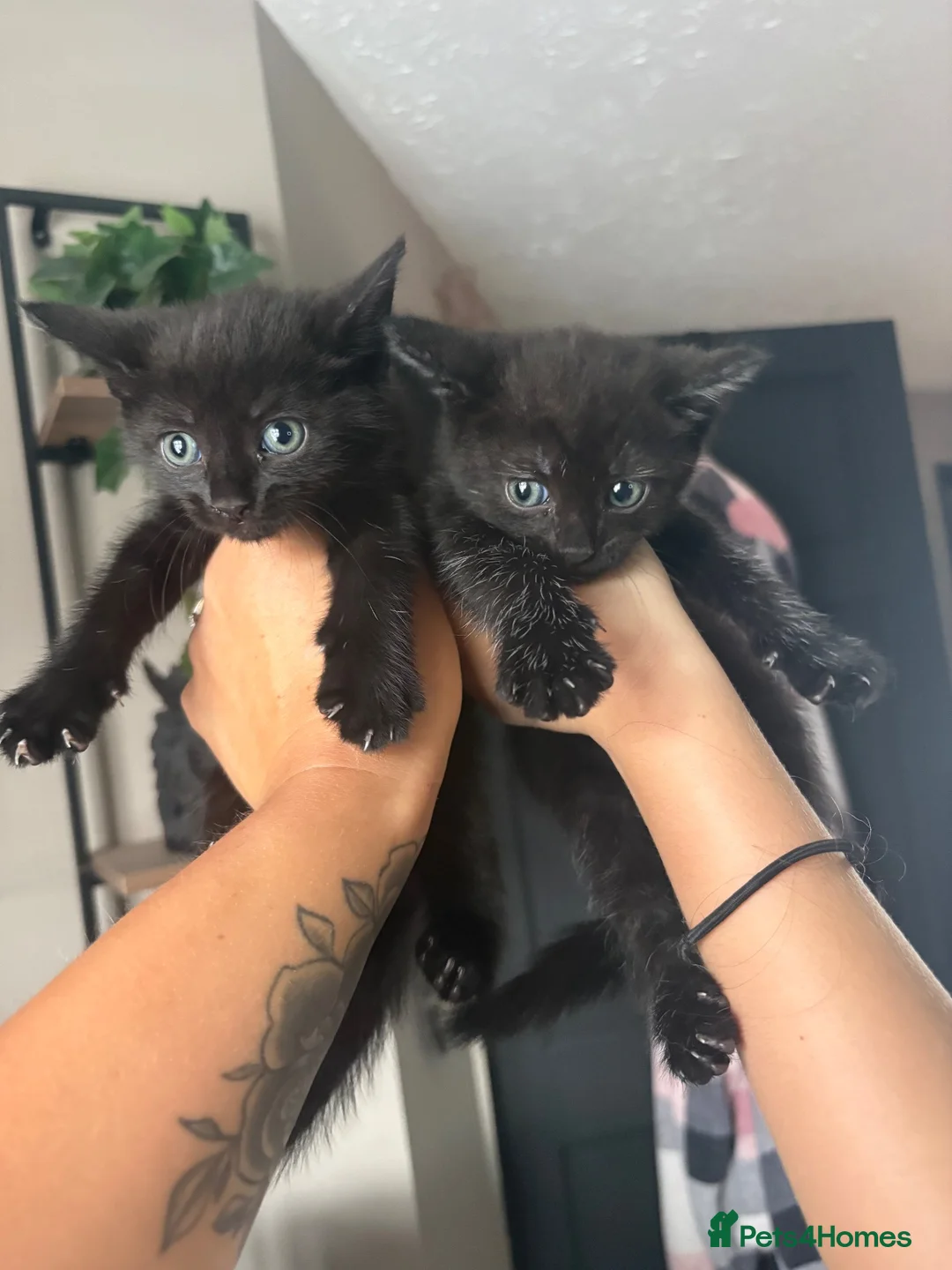 Mixed Breed cats for sale: Cute Black Kittens  - Advert 1