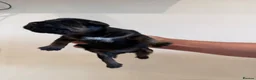 Patterjack dogs for sale: Patajack Puppies   - Advert 8