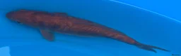 Koi Carp fish for sale: Two koi carp for sale  in Northampton - Advert 4
