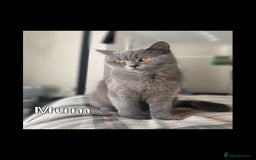 British Shorthair cats for sale: Blue British Shorthair kittens in Walsall - Image 1