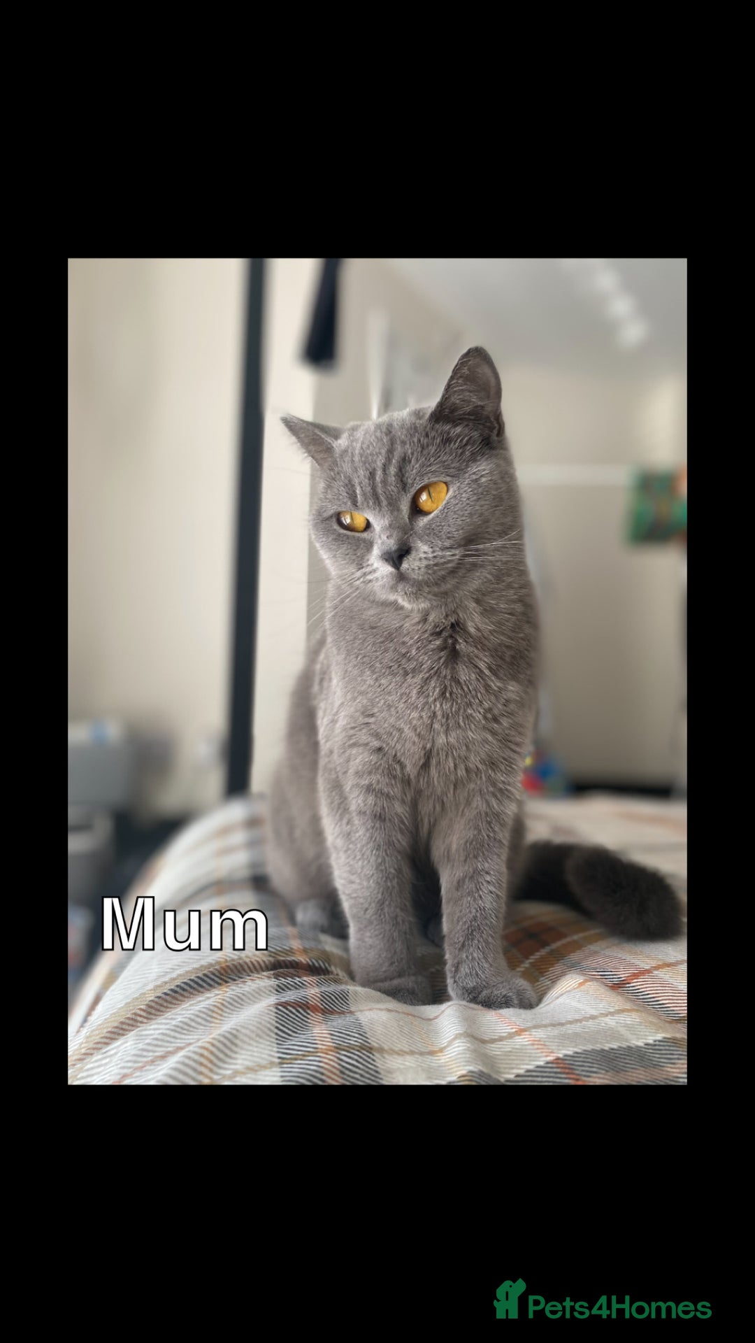 British Shorthair cats for sale: Blue British Shorthair kittens in Walsall - Image 1