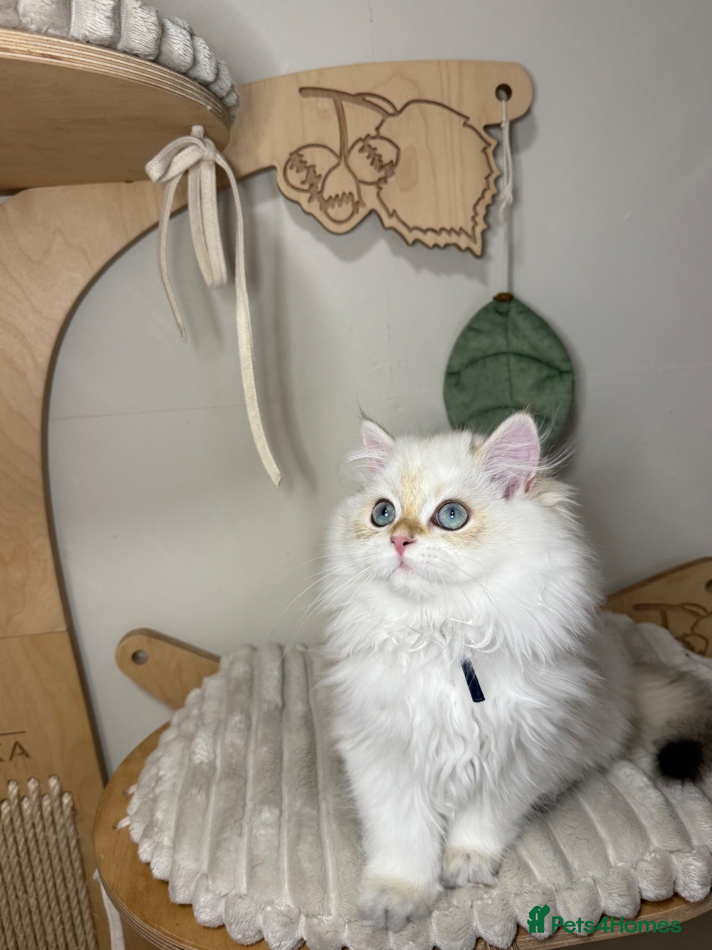 British Longhair cats Vet bred teddybear lap cats gccf - Advert 11