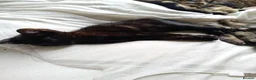 Mixed Breed cats for sale: Little beautfull boy  in Ossett - Advert 6
