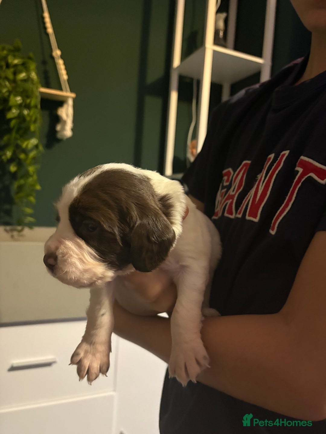 Cockerdor dogs for sale: Cockerdors  - Advert 20