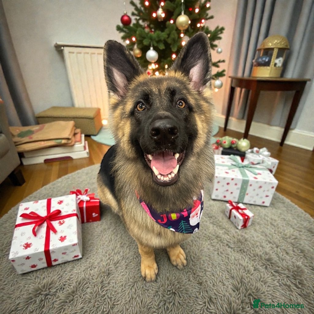 German Shepherd dogs Loving German shepherd female 19 month old - Advert 2