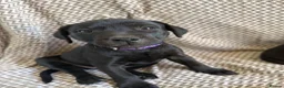Staffordshire Bull Terrier dogs for sale: SOLD.  - Advert 7