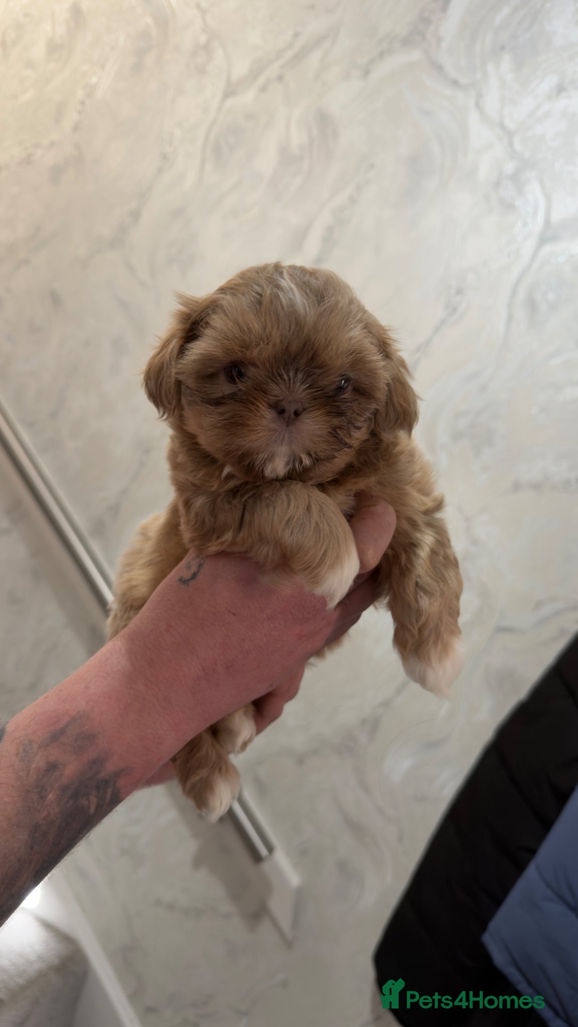 Shih Tzu dogs Stunning Imperial Shih Tzus  - Advert 2