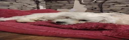 Maltese dogs for sale: New warm home's  in Plymouth - Advert 38