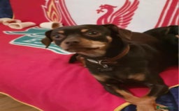 Mixed Breed dogs for sale: Pinched mix - Image 2