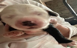 Old English Sheepdog dogs for sale: Old English Sheepdog puppies just one girl left 🩷 - Image 2