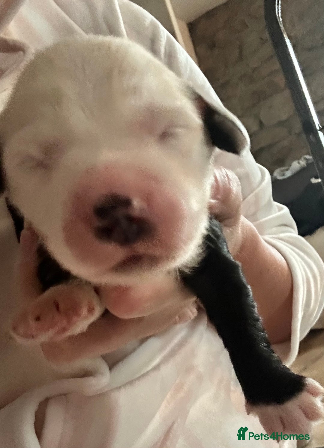 Old English Sheepdog dogs for sale: Old English Sheepdog puppies just one girl left 🩷 - Image 2