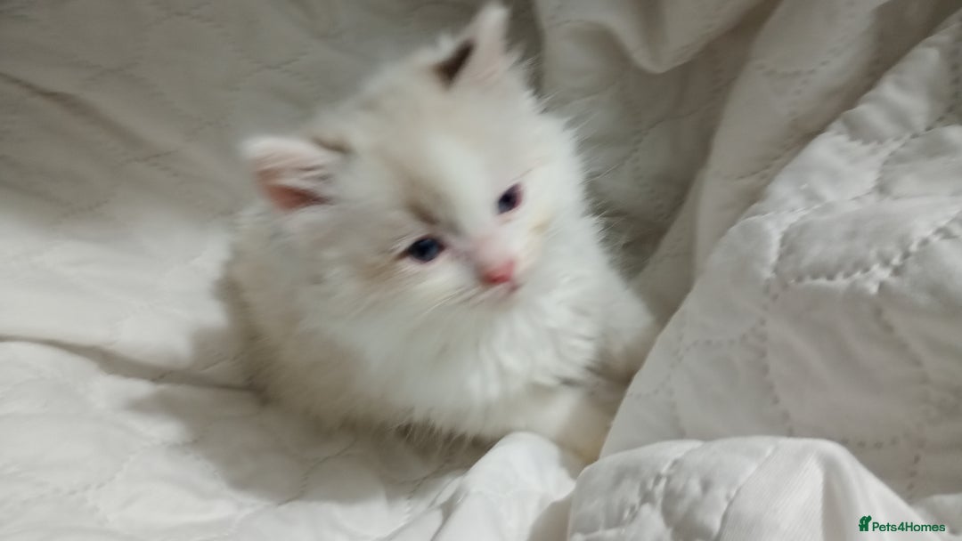 Ragdoll cats for sale: Beautiful full ragdoll kittens £695 - Advert 20