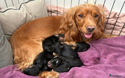 Cocker Spaniel dogs for sale: Cocker Spaniel puppies - Image 10