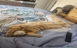 Maine Coon cats for sale: Male main coon - Image 6